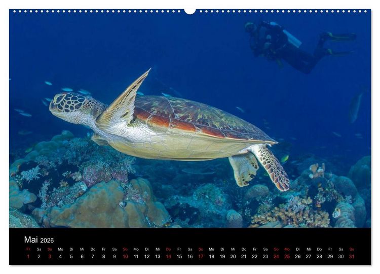 Produktbild: Faszinierendes Leben unter Wasser (Wandkalender 2026 DIN A2 quer), CALVENDO Monatskalender