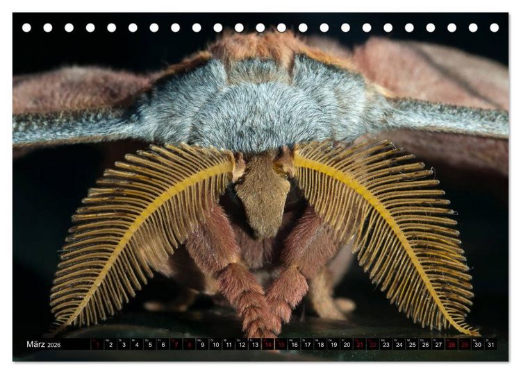 Produktbild: Kleinode der L&uuml;fte - Faszinierende tropische Schmetterlinge (Tischkalender 2026 DIN A5 quer), CALVENDO Monatskalender