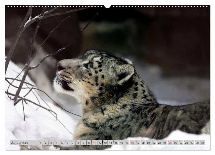 Produktbild: Schneeleoparden. Perfekte Raubkatzen-Sch&ouml;nheiten (hochwertiger Premium Wandkalender 2026 DIN A2 quer), Kunstdruck in Hochglanz