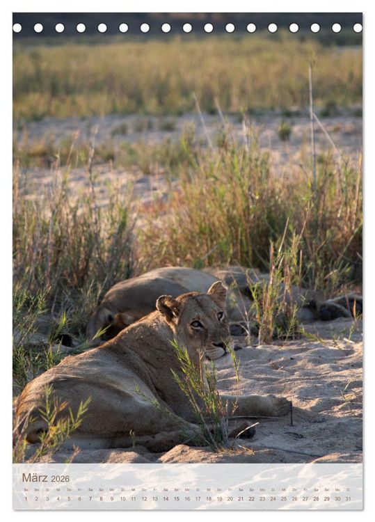 Produktbild: L&ouml;wen in Sabi Sands (Tischkalender 2026 DIN A5 hoch), CALVENDO Monatskalender