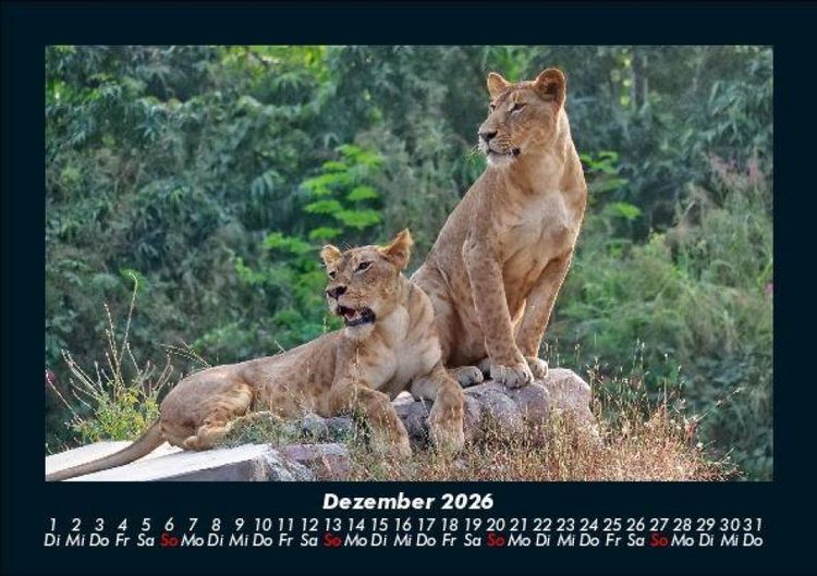 Produktbild: L&ouml;wen in der Wildnis 2026 Fotokalender DIN A5