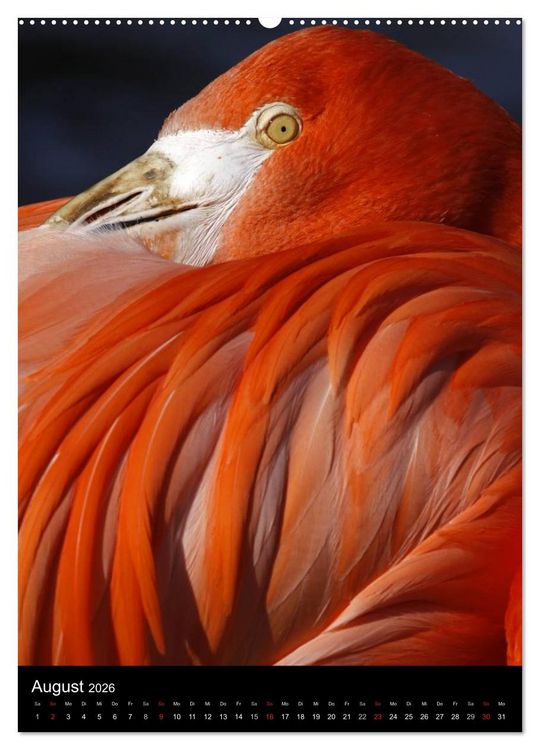 Produktbild: Flamingos - Eleganz in Rot und Rosa (Wandkalender 2026 DIN A2 hoch), CALVENDO Monatskalender