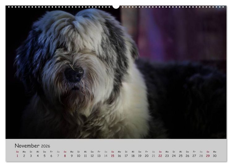Produktbild: Ein Bobtail namens Miles (Wandkalender 2026 DIN A2 quer), CALVENDO Monatskalender