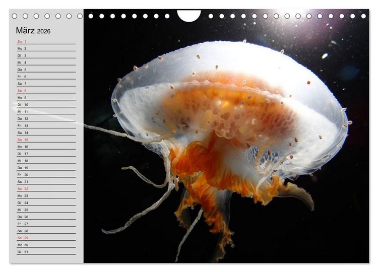Produktbild: Quallen. Die Welt der Medusen (Wandkalender 2026 DIN A4 quer), CALVENDO Monatskalender