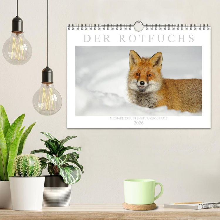 Produktbild: Der Rotfuchs (Wandkalender 2026 DIN A4 quer), CALVENDO Monatskalender