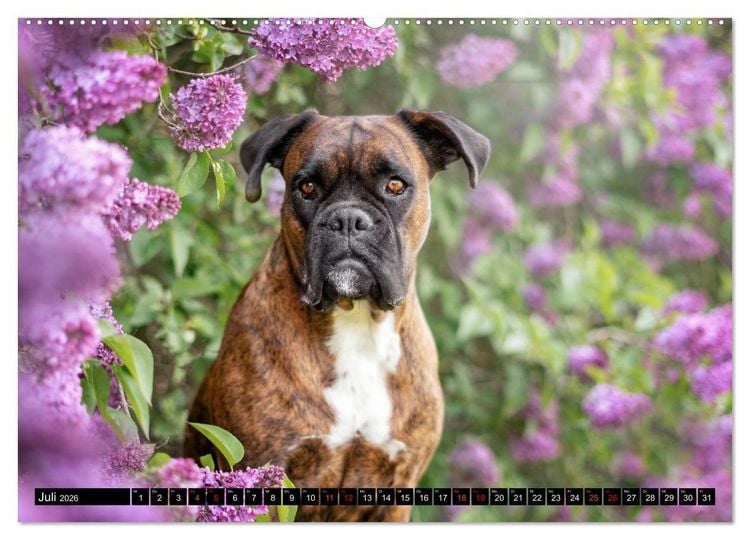 Produktbild: K&auml;the - ein Boxer mit Charme (hochwertiger Premium Wandkalender 2026 DIN A2 quer), Kunstdruck in Hochglanz