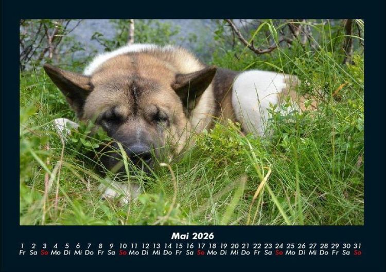 Produktbild: Der Hundekalender 2026 Fotokalender DIN A4