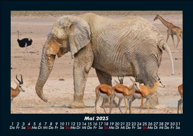 Produktbild: Der Elefantenkalender 2025 Fotokalender DIN A5