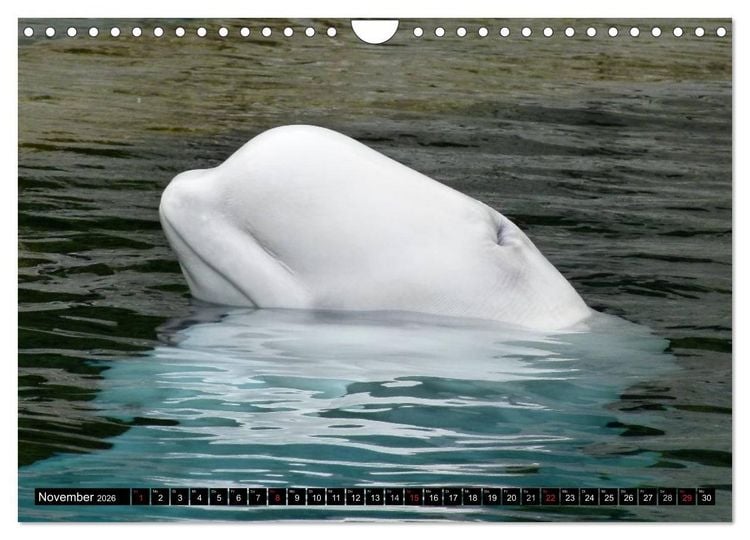Produktbild: Wale - Kolosse der Meere (Wandkalender 2026 DIN A4 quer), CALVENDO Monatskalender