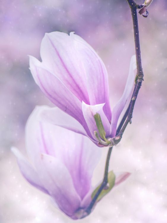Produktbild: CALVENDO Puzzle Magnolien 1000 Teile Lege-Gr&ouml;&szlig;e 48 x 64 cm Foto-Puzzle Bild von Kathleen Tjarks