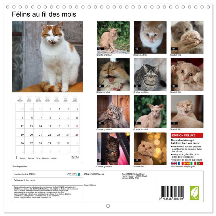 Produktbild: F&eacute;lins au fil des mois (Calendrier mural carr&eacute; 2026 30x30 cm) Calendrier double avec une page pour vos prises de notes