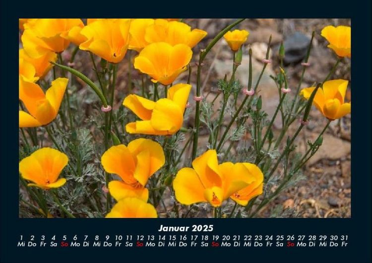 Produktbild: Blumentr&auml;ume 2025 Fotokalender DIN A4
