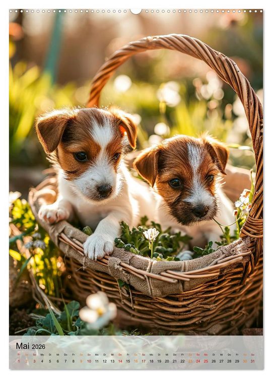 Produktbild: Jack Russel Terrier - furchtlos und viel Selbstvertrauen (Wandkalender 2026 DIN A2 hoch), CALVENDO Monatskalender