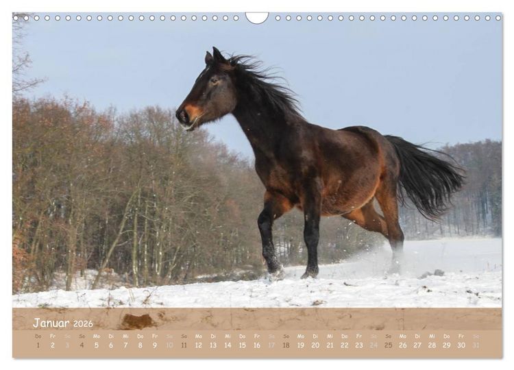 Produktbild: Mit Pferden durch&acute;s Jahr (Wandkalender 2026 DIN A3 quer), CALVENDO Monatskalender