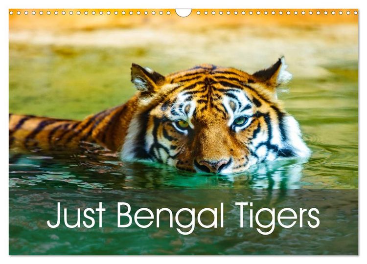 Produktbild: Just Bengal Tigers (Wall Calendar 2026 DIN A3 landscape), CALVENDO 12 Month Wall Calendar