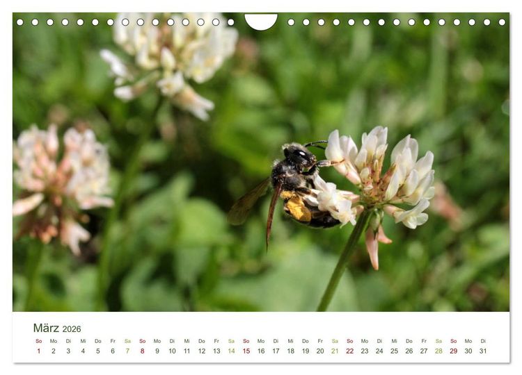 Produktbild: Wildbienen im Garten (Wandkalender 2026 DIN A4 quer), CALVENDO Monatskalender