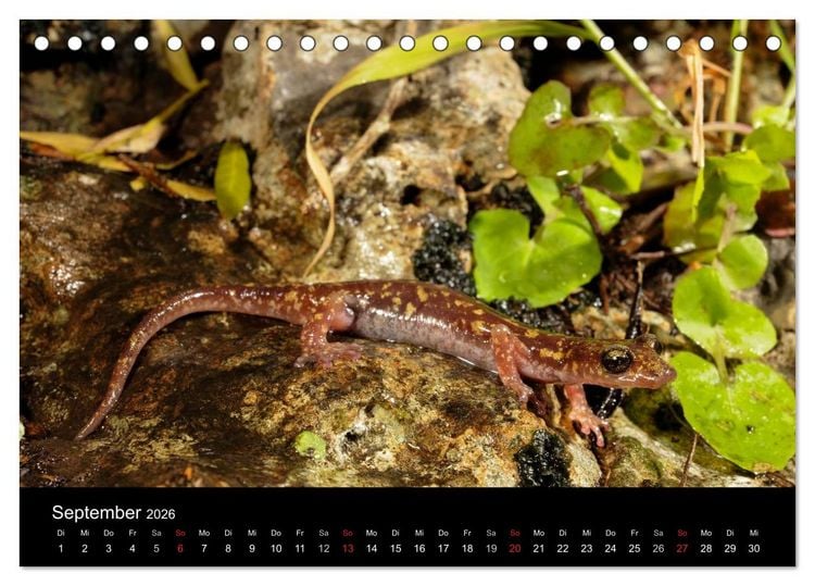 Produktbild: Salamander und Molche (Tischkalender 2026 DIN A5 quer), CALVENDO Monatskalender