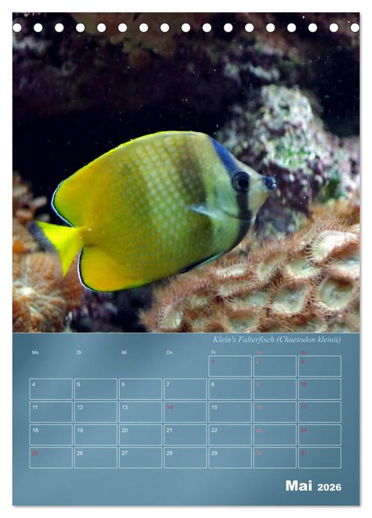 Produktbild: Bunte Riffbewohner - Fische, Anemonen und noch viel mehr (Tischkalender 2026 DIN A5 hoch), CALVENDO Monatskalender