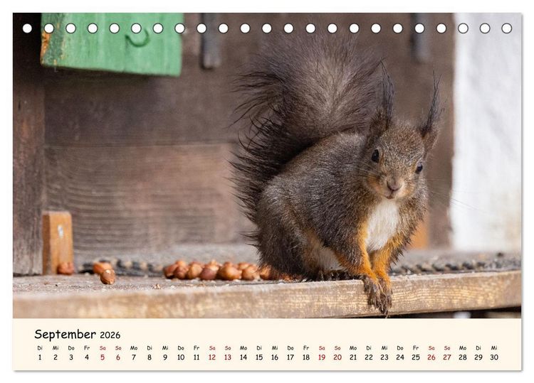 Produktbild: Oachkatzl (Tischkalender 2026 DIN A5 quer), CALVENDO Monatskalender