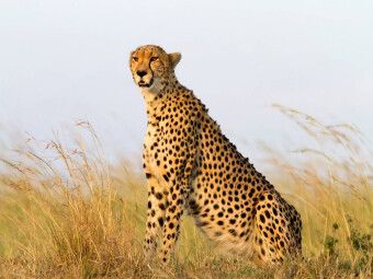 Produktbild: CALVENDO Puzzle Afrika: Gepard in der Masai Mara, Kenia | 1000 Teile Lege-Gr&ouml;&szlig;e 64x48cm Foto-Puzzle f&uuml;r gl&uuml;ckliche Stunden