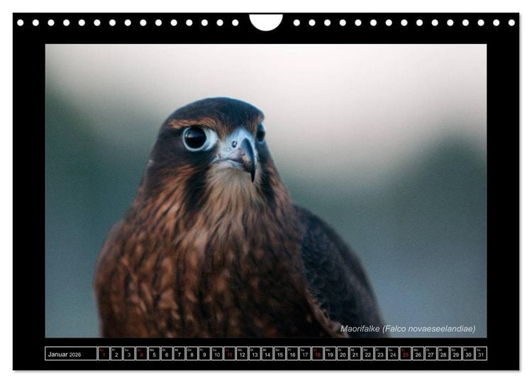 Produktbild: Falken im Flug und im Portr&auml;t (Wandkalender 2026 DIN A4 quer), CALVENDO Monatskalender