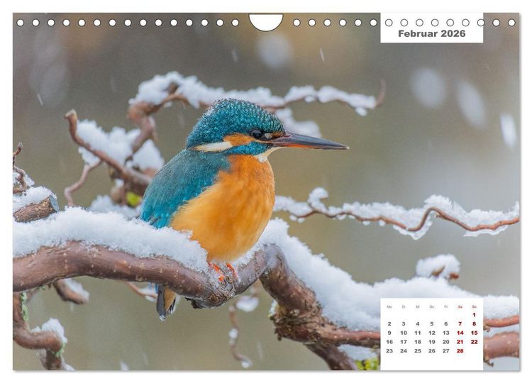 Produktbild: Zwei Tierfotografen Zw&ouml;lf Highlights (Wandkalender 2026 DIN A4 quer), CALVENDO Monatskalender