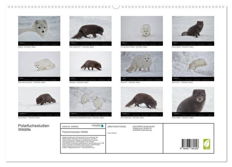 Produktbild: Polarfuchsstudien Wildlife (hochwertiger Premium Wandkalender 2026 DIN A2 quer), Kunstdruck in Hochglanz