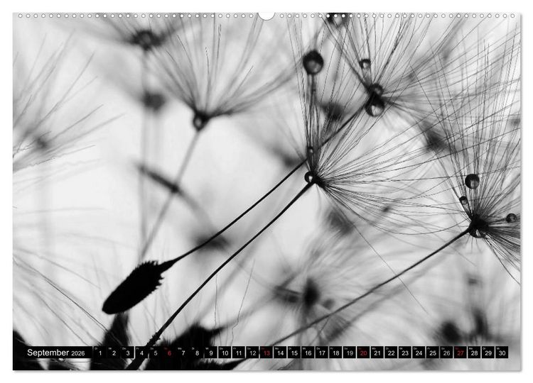 Produktbild: Pusteblume - Impressionen in schwarzwei&szlig; (Wandkalender 2026 DIN A2 quer), CALVENDO Monatskalender