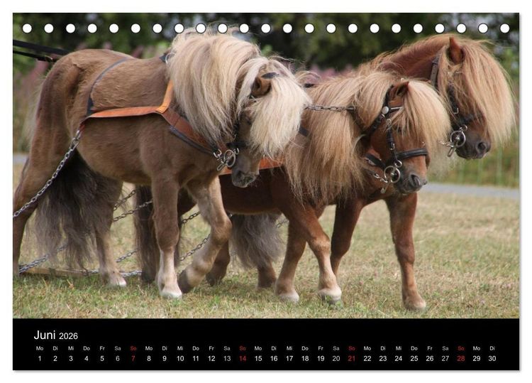 Produktbild: Starke Pferde bei der Arbeit (Tischkalender 2026 DIN A5 quer), CALVENDO Monatskalender