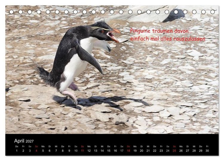 Produktbild: Wovon Pinguine tr&auml;umen (Tischkalender 2027 DIN A5 quer), CALVENDO Monatskalender