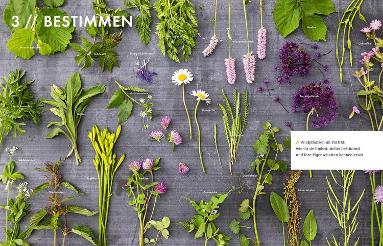 Produktbild: Wildkräuter – Bestimmen, Sammeln, Zubereiten