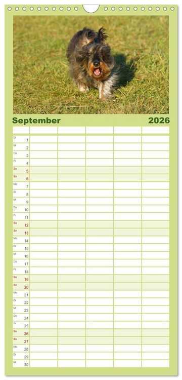 Produktbild: Familienplaner 2026 - Der Zwergrauhaardackel - Eigensinnig und Liebenswert mit 5 Spalten (Wandkalender, 21 x 45 cm) CALVENDO