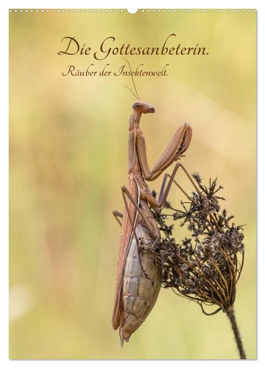 Produktbild: Die Gottesanbeterin. R&auml;uber der Insektenwelt. (Wandkalender 2026 DIN A2 hoch), CALVENDO Monatskalender