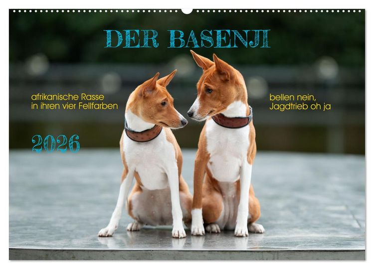 Produktbild: Der Basenji (Wandkalender 2026 DIN A2 quer), CALVENDO Monatskalender