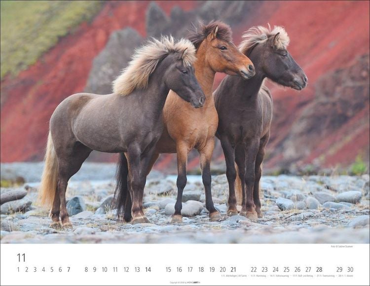 Produktbild: Islandpferde Kalender 2027