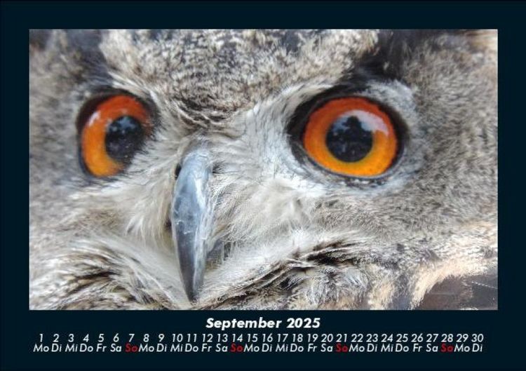 Produktbild: Welt der Tiere 2025 Fotokalender DIN A5