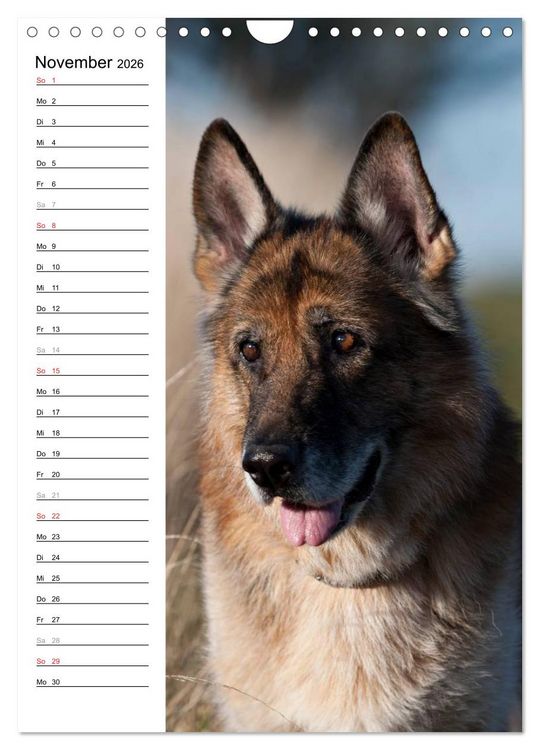 Produktbild: Deutscher Sch&auml;ferhund - unser bester Freund (Wandkalender 2026 DIN A4 hoch), CALVENDO Monatskalender
