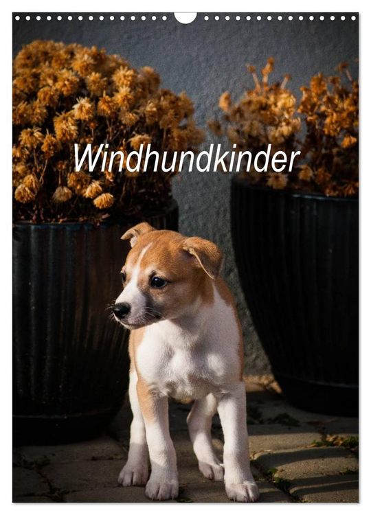 Produktbild: Windhundkinder (Wandkalender 2026 DIN A3 hoch), CALVENDO Monatskalender