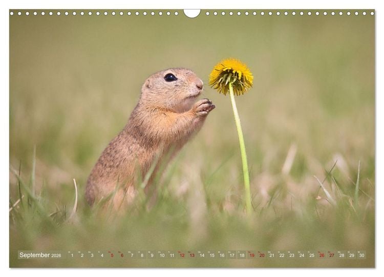 Produktbild: Zauberhafte Ziesel (Wandkalender 2026 DIN A3 quer), CALVENDO Monatskalender
