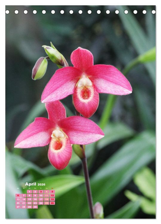 Produktbild: Orchideensch&auml;tze (Tischkalender 2026 DIN A5 hoch), CALVENDO Monatskalender