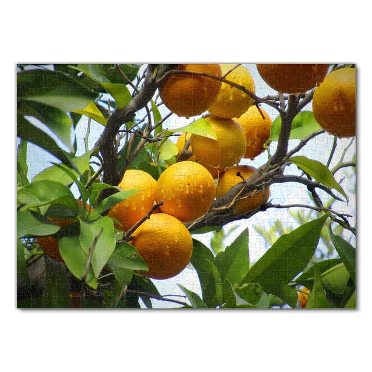 Produktbild: Lais Puzzle Orangenbaum 500 Teile