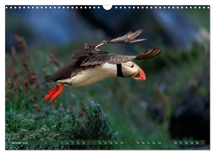 Produktbild: Puffins - Papageientaucher auf Island (Wandkalender 2026 DIN A3 quer), CALVENDO Monatskalender