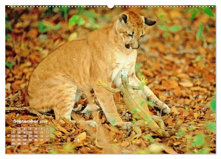 Produktbild: Puma: Auf leisen Pfoten (hochwertiger Premium Wandkalender 2026 DIN A2 quer), Kunstdruck in Hochglanz