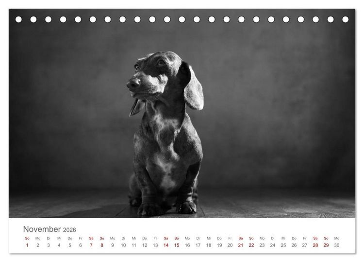 Produktbild: Hundeportraits Fine Art (Tischkalender 2026 DIN A5 quer), CALVENDO Monatskalender