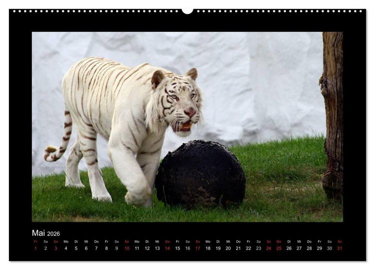 Produktbild: Welt der Katzen - Tiger (hochwertiger Premium Wandkalender 2026 DIN A2 quer), Kunstdruck in Hochglanz