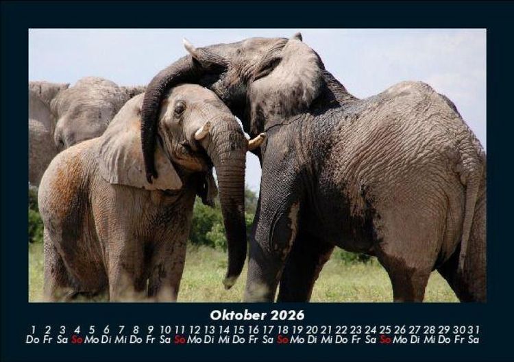 Produktbild: Elefanten - Die sanften Riesen Afrikas 2026 Fotokalender DIN A5