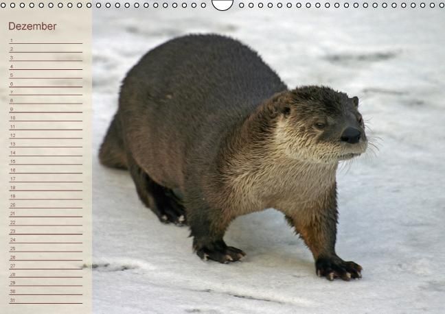 Produktbild: Fischotter Geburtstagskalender (Wandkalender immerw&auml;hrend DIN A3 quer)