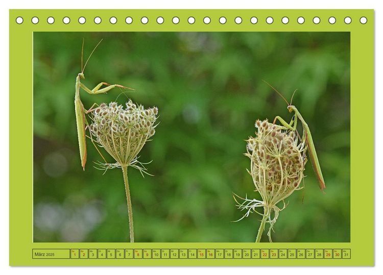 Die Gottesanbeterin Mantis Religiosa (Tischkalender 2025 DIN
