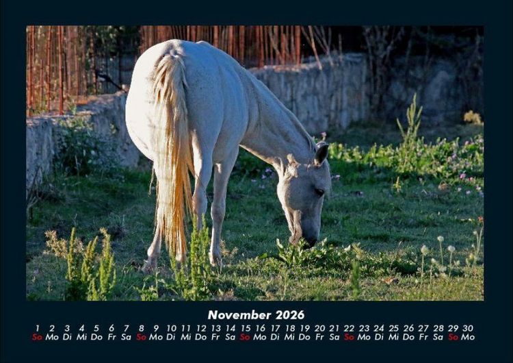 Produktbild: Die Welt der Pferde 2026 Fotokalender DIN A4