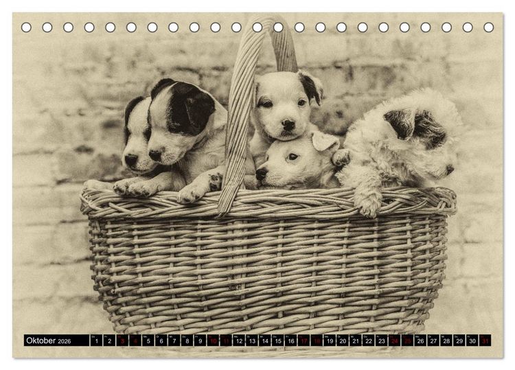 Produktbild: Parson Jack Russel Welpen (Tischkalender 2026 DIN A5 quer), CALVENDO Monatskalender